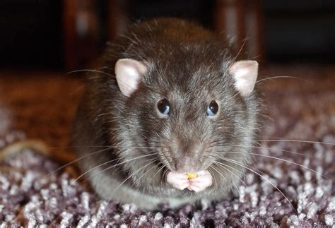 8 Common Behaviours Of Pet Mice Explained Coops And Cages