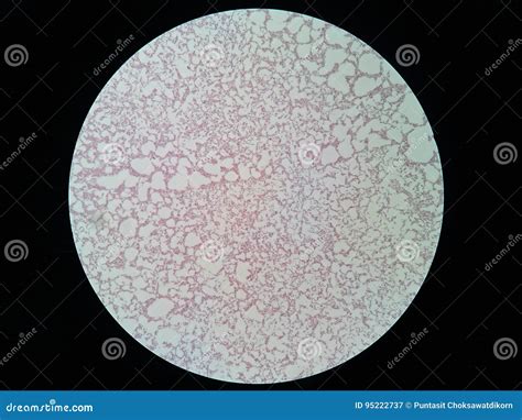 Real Microscope Bacteria Cell Micropedia
