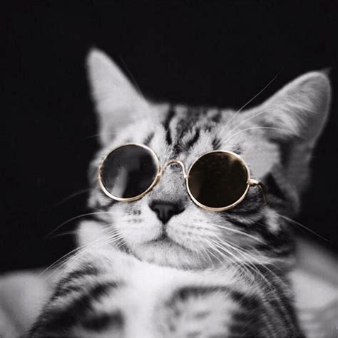 Uber Cool Pet Sunglasses Pet Sunglasses Cat Sunglasses Cool Pets