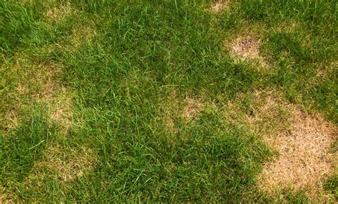 Lawn Disease Identification Chart Australia A Visual Reference Of