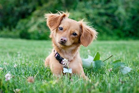 34 Adorable Toy Dog Breeds — The Cutest Dogs That Stay Small