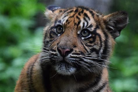 Sumatran Tiger Cub Zoo De Beauval 12 05 2016 His Name Is Flickr