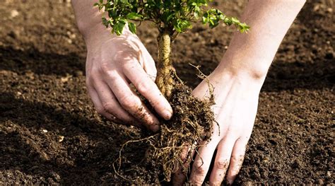 New Trees Planting Tree Care Services In Toronto Tree Doctors Inc