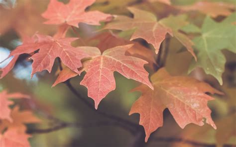 Download Wallpaper 3840x2400 Leaves Maple Blur Autumn Macro 4k