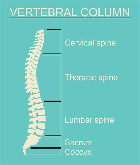 Da Quante Vertebre è Composta La Colonna Vertebrale - Anatomia della colonna vertebrale: com'è composta e quali sono le