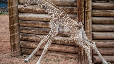 5 New Baby Animals You Can Visit At The Denver Zoo
