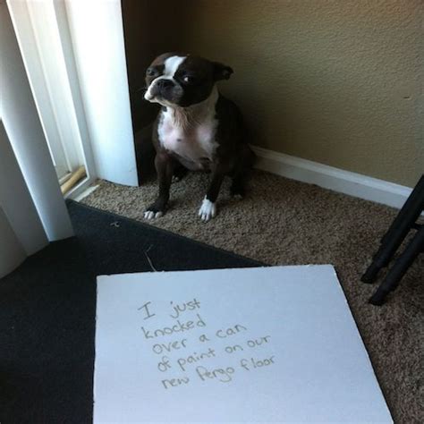 The Worst Dogs On The Internet Get Shamed Photos Collegecandy