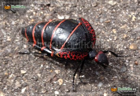 Maycintadamayantixibb Orange And Black Blister Beetle