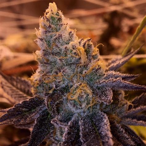 Breathwork #1 (de Gage Green Genetics) :: Info de Variedad