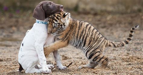 Tiger Cub Found An Adorable Friendship With A Puppy Trendfrenzy