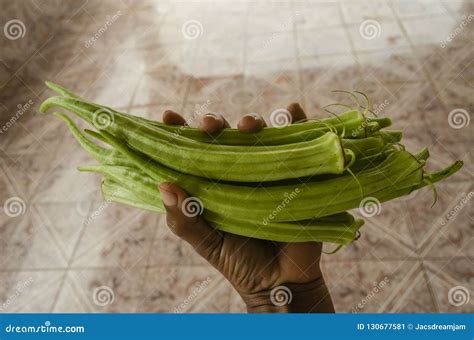 Long Okra In Hand Stock Image Image Of Inside Agricultural 130677581