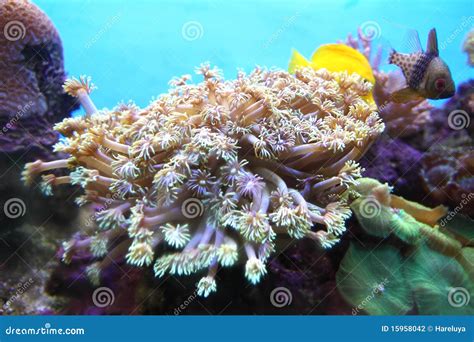 Sea Flower Stock Photo Image Of Tourism Colony Reef 15958042