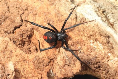 Araña Viuda De Espalda Roja Latrodectus Hasseltii En Japón 2022