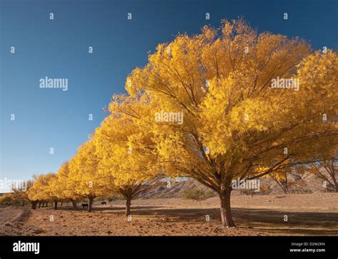 Cottonwood Trees In Autumn Over Dry Alamosa Creek In Monticello