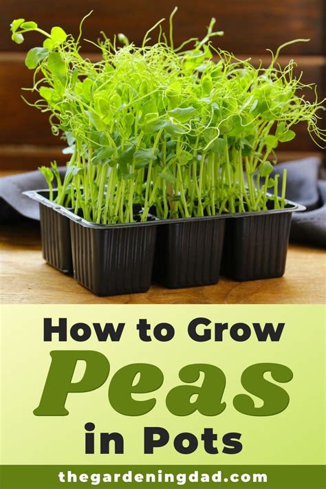 How To Grow Peas From Seed 6 Easy Tips Growing Peas Growing