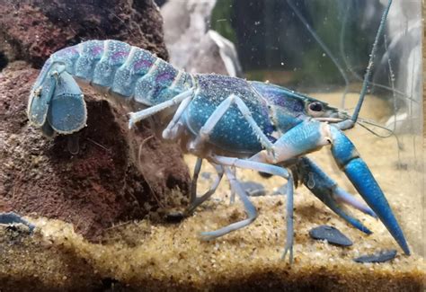 Electric Blue Crayfish Complete Care Guide Learn The Aquarium