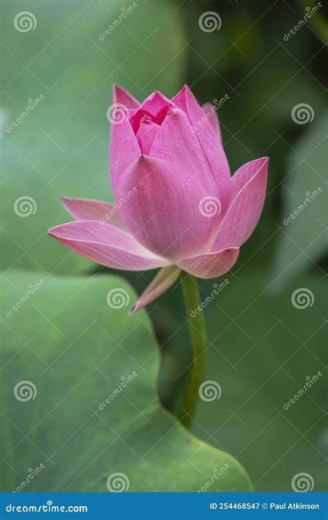 Pink Lotus Flower On Dwarf Variety Nelumbo Nucifera Akari Stock Image