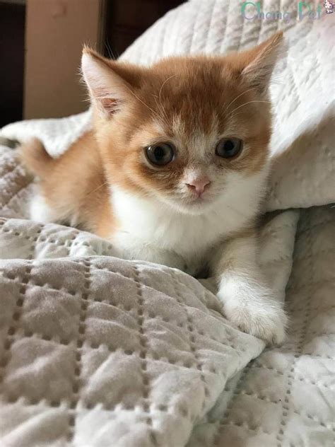 Our beautiful cat bella (british shorthair) gave birth to a thriving litter of four baby boys on 28th april 2020. British Shorthair #14 | British shorthair cats, British ...