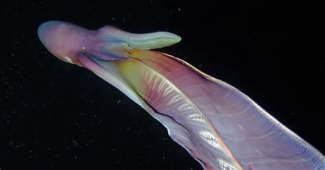 Rare Iridescent Blanket Octopuses Caught On Camera In The Philippines