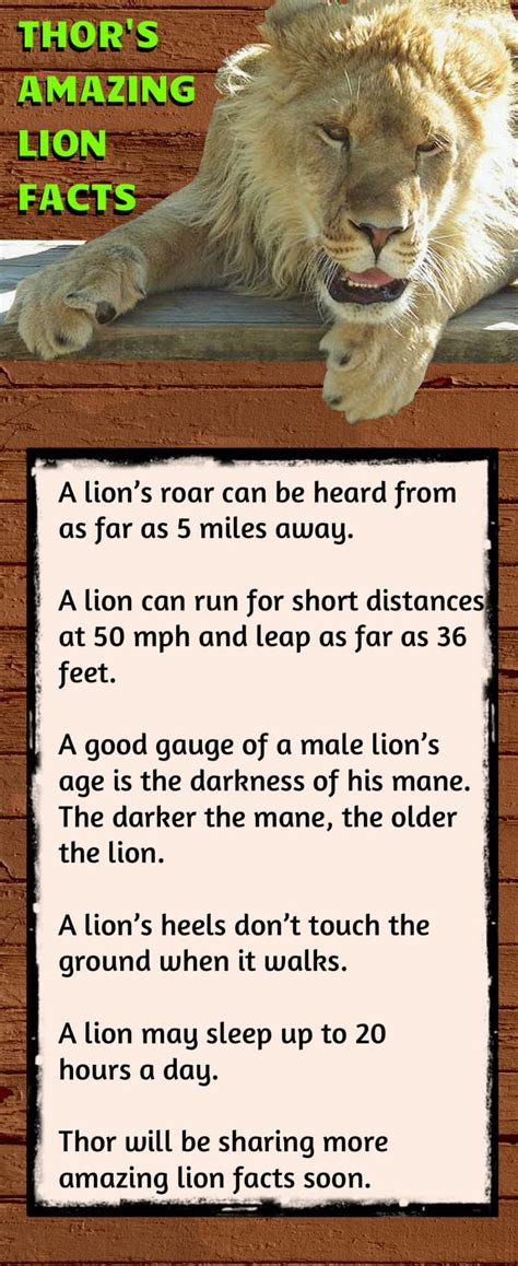 17 Best Images About Lion Facts On Pinterest A Lion Amazing Pictures