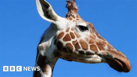 Taking Giraffes For A Scientific Walk Bbc News