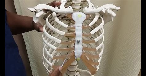 Anatomy Under The Right Rib 14 Causes Of Pain Under Right Rib Cage