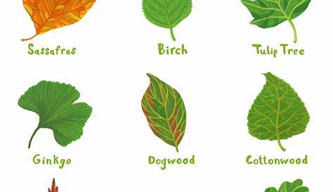 cottonwood tree leaf identification - Google Search Leaves Name, Tree