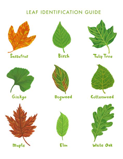 We did not find results for: cottonwood tree leaf identification - Google Search | Leaf ...