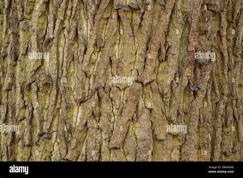 Tree Bark As A Background Close Up Stock Photo Alamy