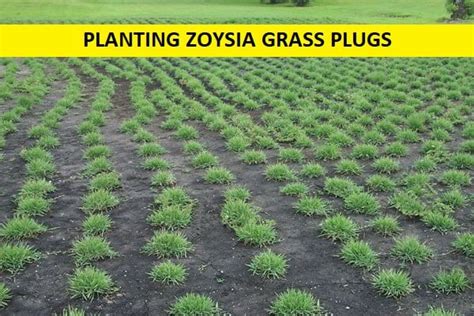 Zoysia Grass How To Grow In A Few Easy Steps