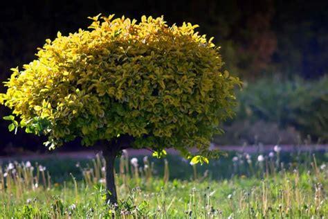 Best Small Trees Top Small Trees For Landscaping And Small Gardens