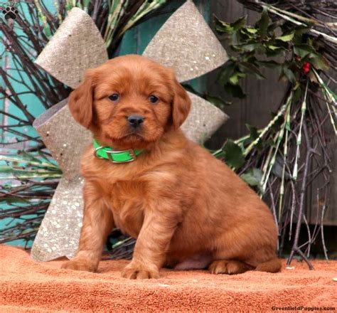 Cody Miniature Golden Retriever Puppy For Sale In Pennsylvania