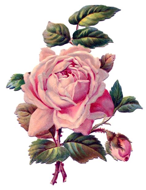 Victorian Roses Clip Art Vintage Vintage Flowers Vintage Roses