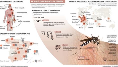 El Caso De Chikungunya De Gandía Fue Un Falso Positivo Comunidad
