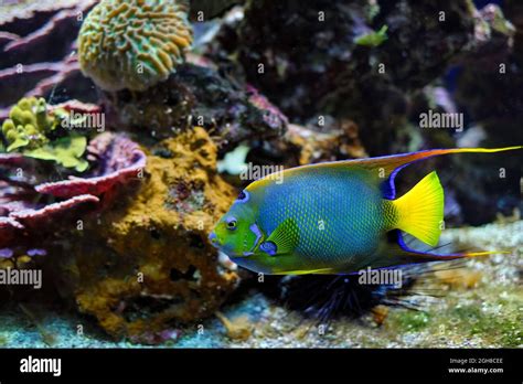 Queen Angelfish Holacanthus Ciliaris Aka The Blue Angelfish Golden