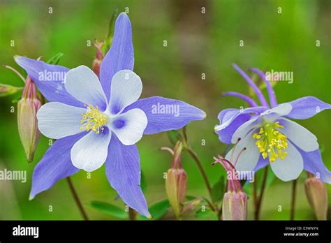 Usa Colorado Rio Grande National Forest Blue Columbine Aquilegia