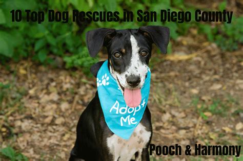 10 Top Dog Rescues In San Diego County Pooch And Harmony