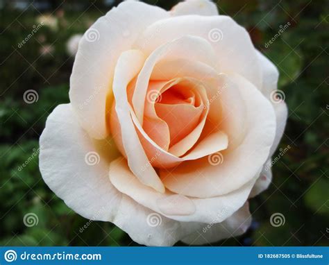 Bright Attractive Blooming White Peach Rose Blossom Flower In A Garden