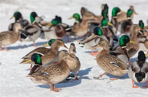 Ducks On The Snow Stock Photo Image Of Color Snow White 66039078