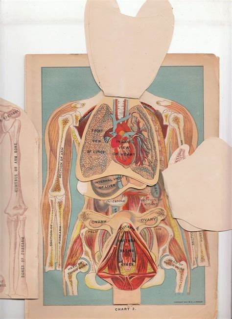 Antique Female Anatomy Fold Out Chart Book Page Color My Xxx Hot Girl