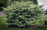 The pagoda dogwood is a small understory tree native to much of the eastern united states. Pagoda Dogwood For Sale Online | The Tree Center