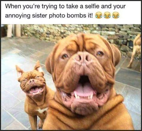 Pin By Harmony On Funny Funny Dog Pictures Funny