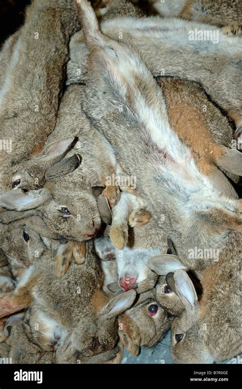 A Pile Of Dead Rabbits For Sale At Melton Mowbray Market Stock Photo