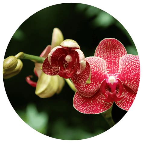 Anggrek Bulan Imlek Archives De Orchids