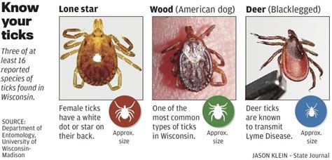 Ticks Carry More Than Lyme Disease To Wisconsin Back Yards Officials Say