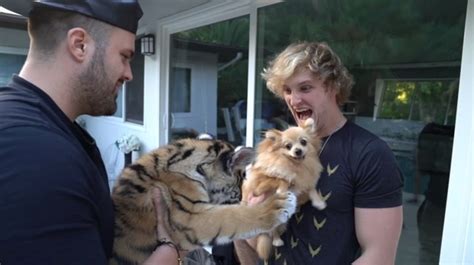 Youtuber Logan Paul Tiger Cub Video Leads To Animal Mistreatment Charges