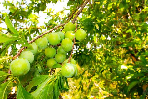 Prunus Salicina Prunus Triflora Or Prunus Thibetica Commonly Called