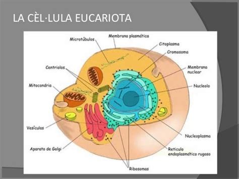 Biologia Celular Célula Animal Eucariota