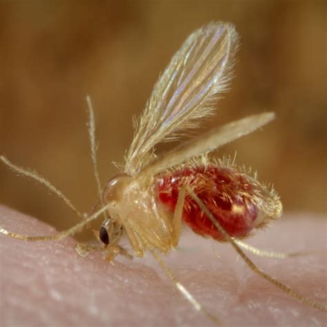 Sand Flies Total Relief Sting And Bite Treatment