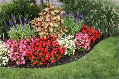 Begonias Beautiful Landscaping Plants Plants Landscaping Around Trees